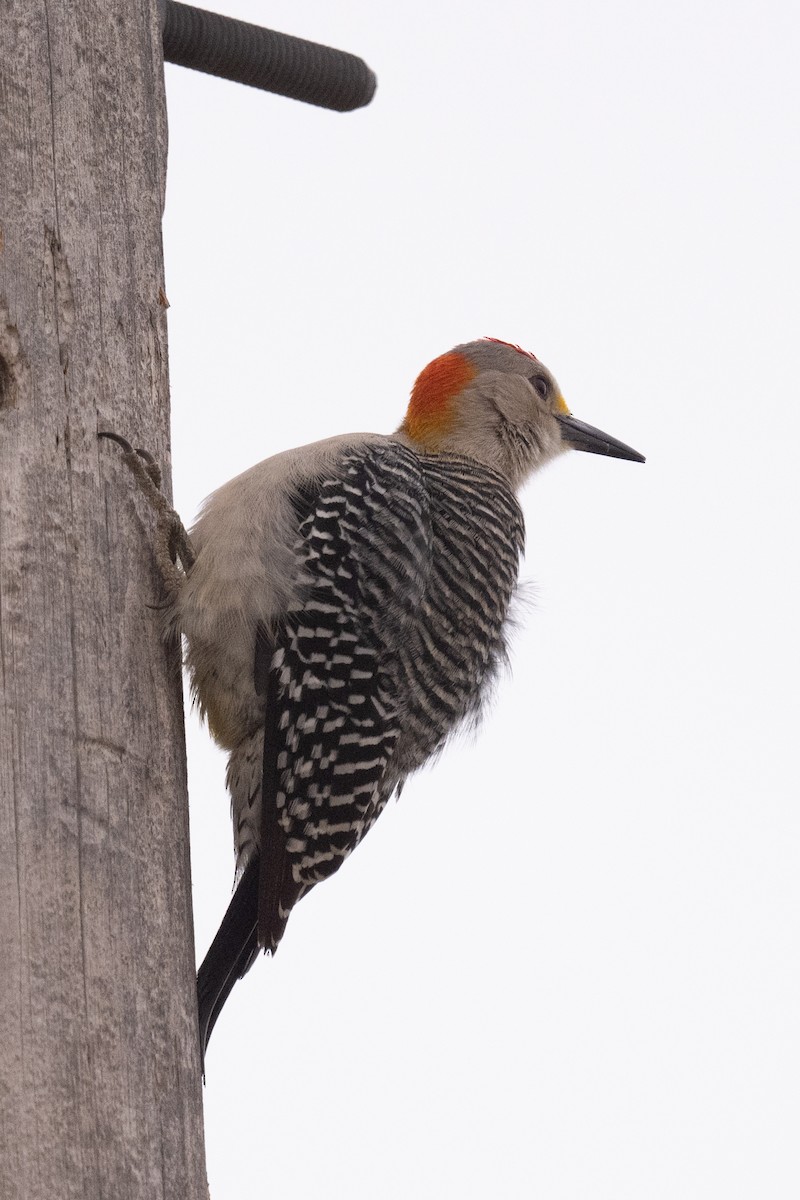Golden-fronted Woodpecker - ML617180880