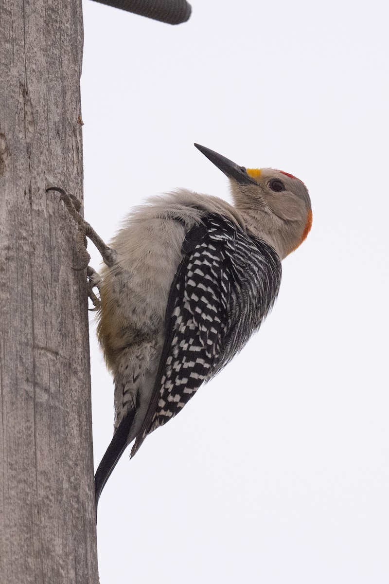 Golden-fronted Woodpecker - ML617180881
