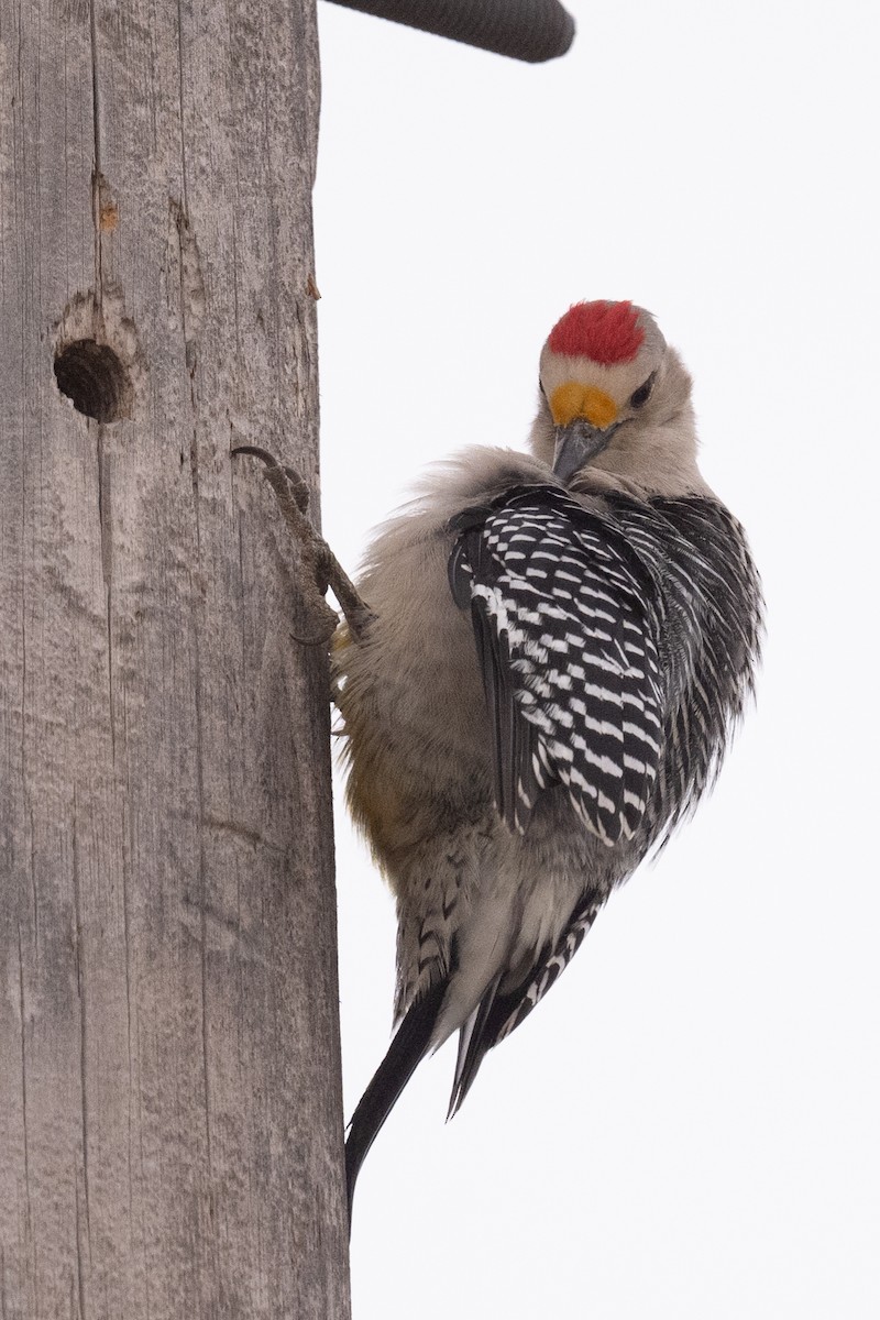 Golden-fronted Woodpecker - Ross Bartholomew
