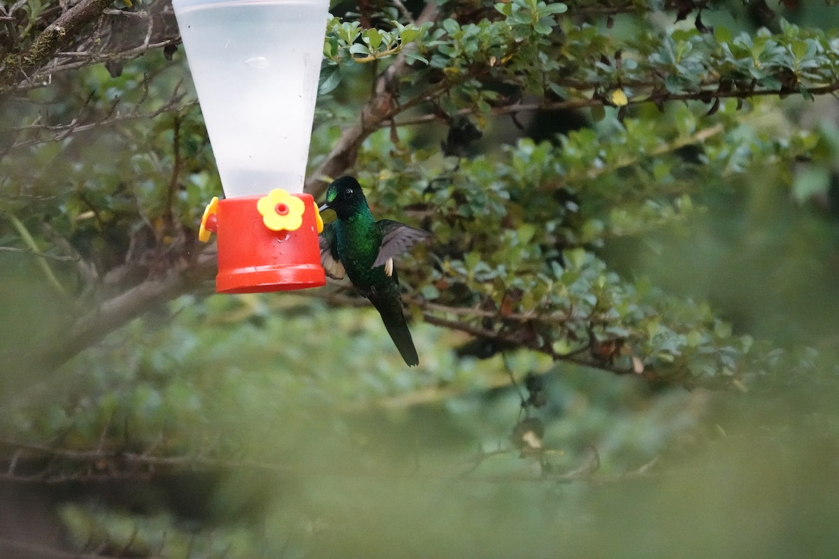 Buff-winged Starfrontlet - Claire Bélanger