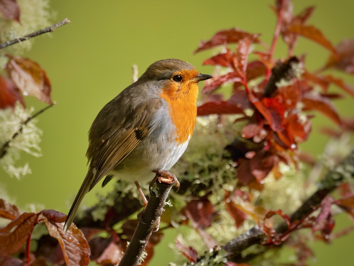 European Robin - ML617180923