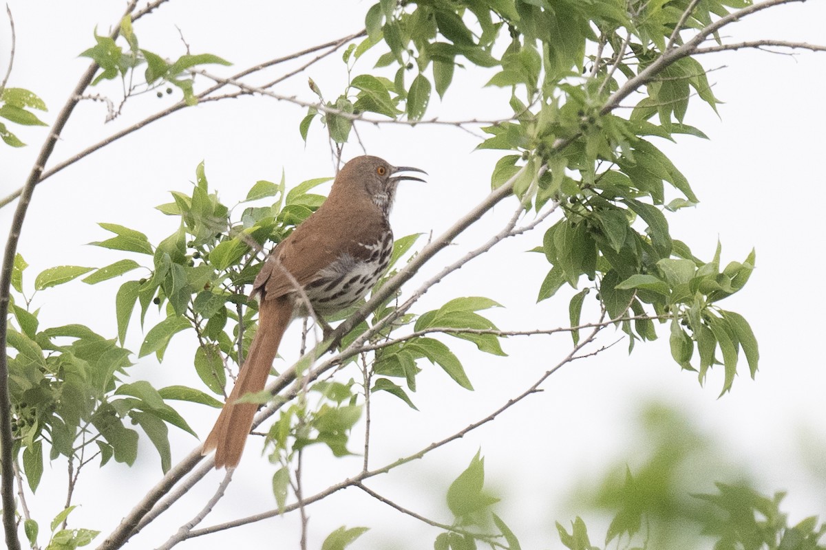 Long-billed Thrasher - Ross Bartholomew