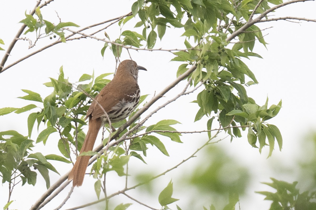 Long-billed Thrasher - ML617180927