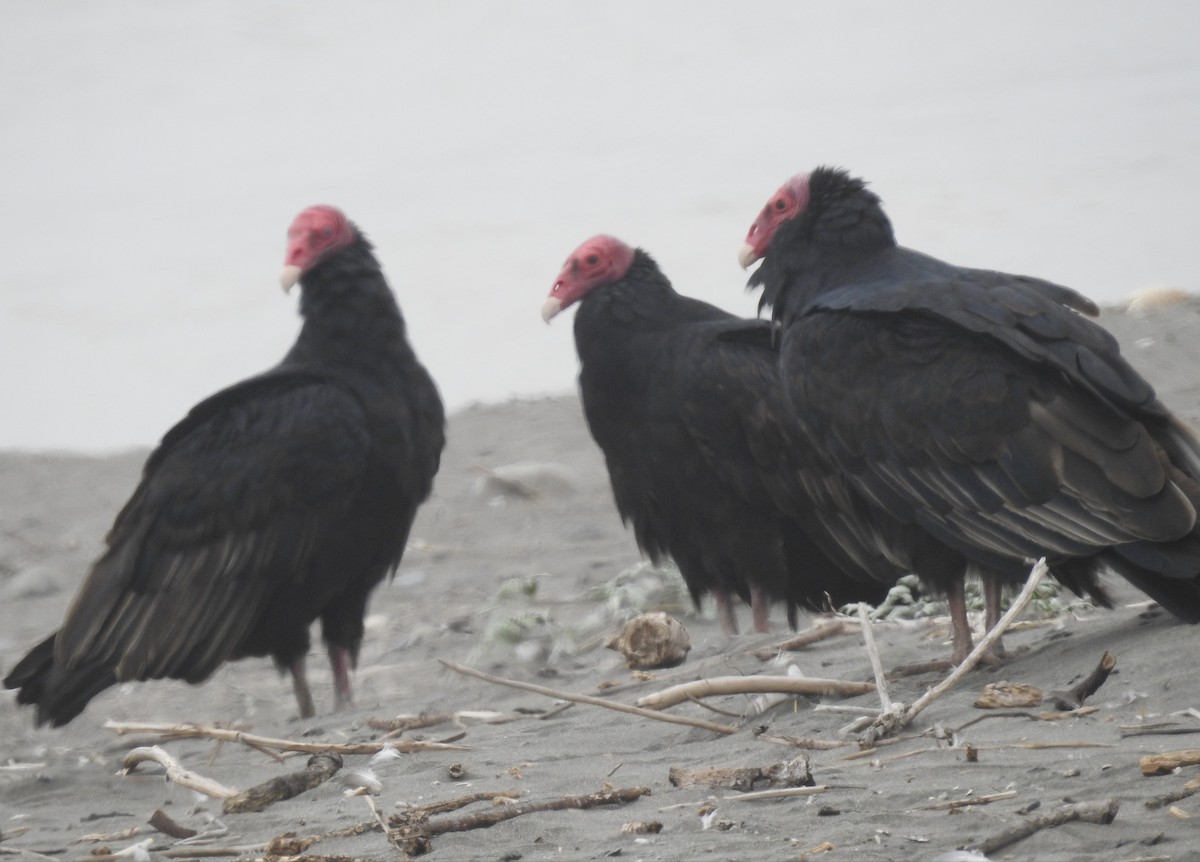 Turkey Vulture - ML617180928