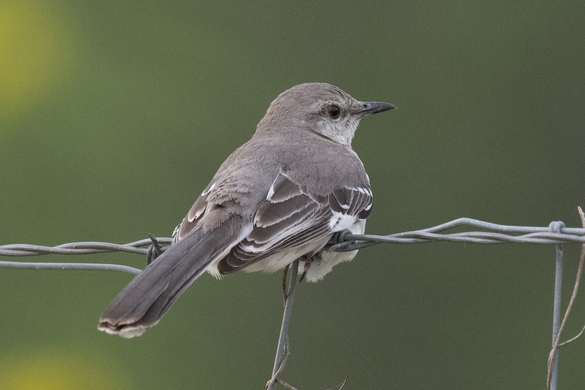 Northern Mockingbird - Ross Bartholomew