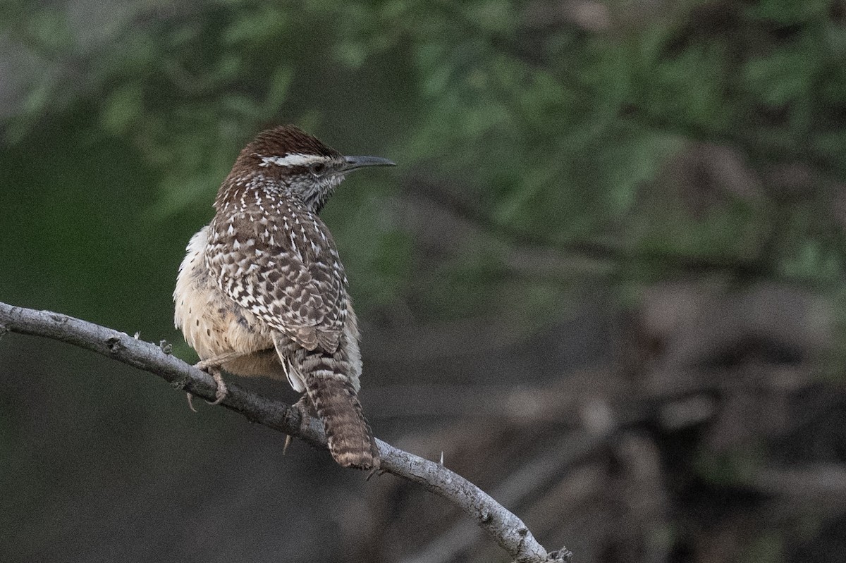 Cactus Wren - ML617180943