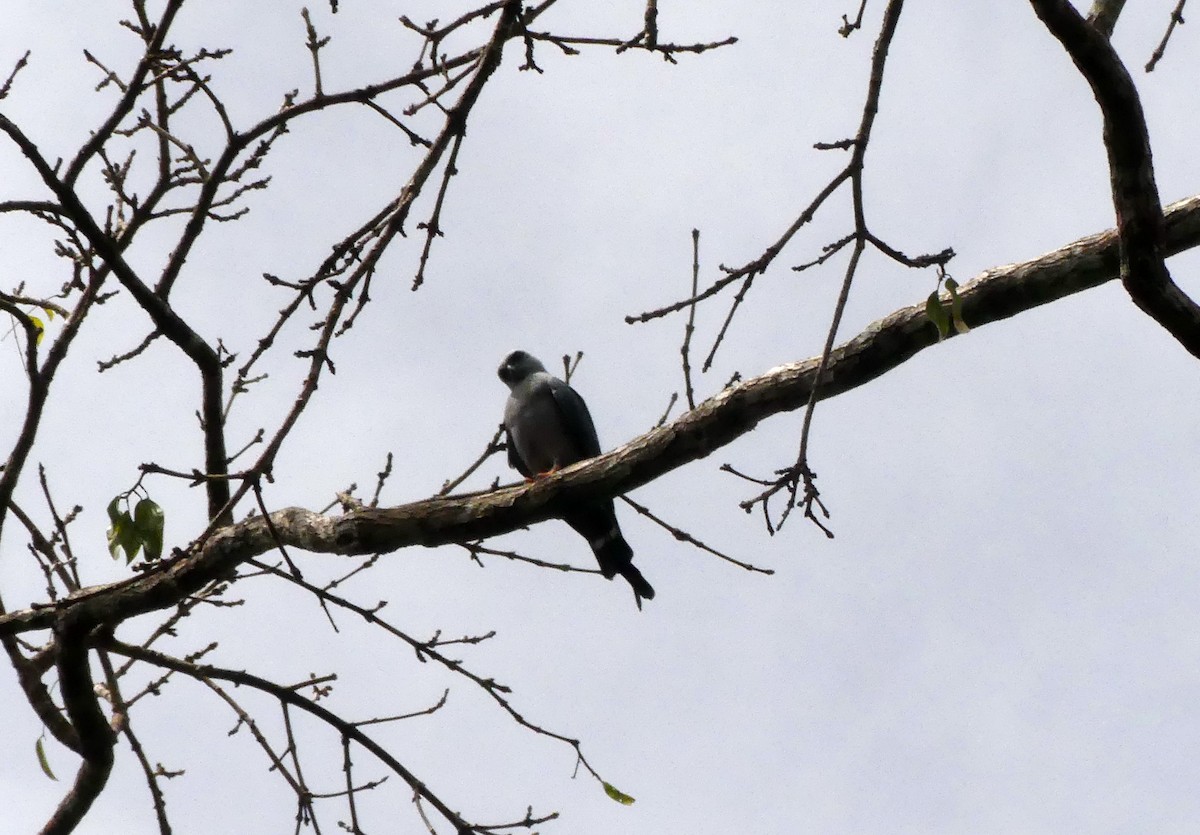 Plumbeous Kite - Guy RUFRAY