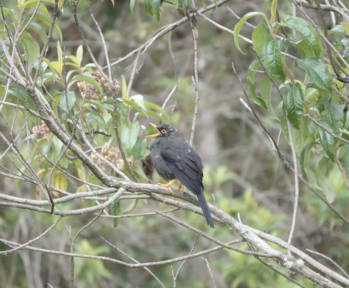 Great Thrush - ML617180991