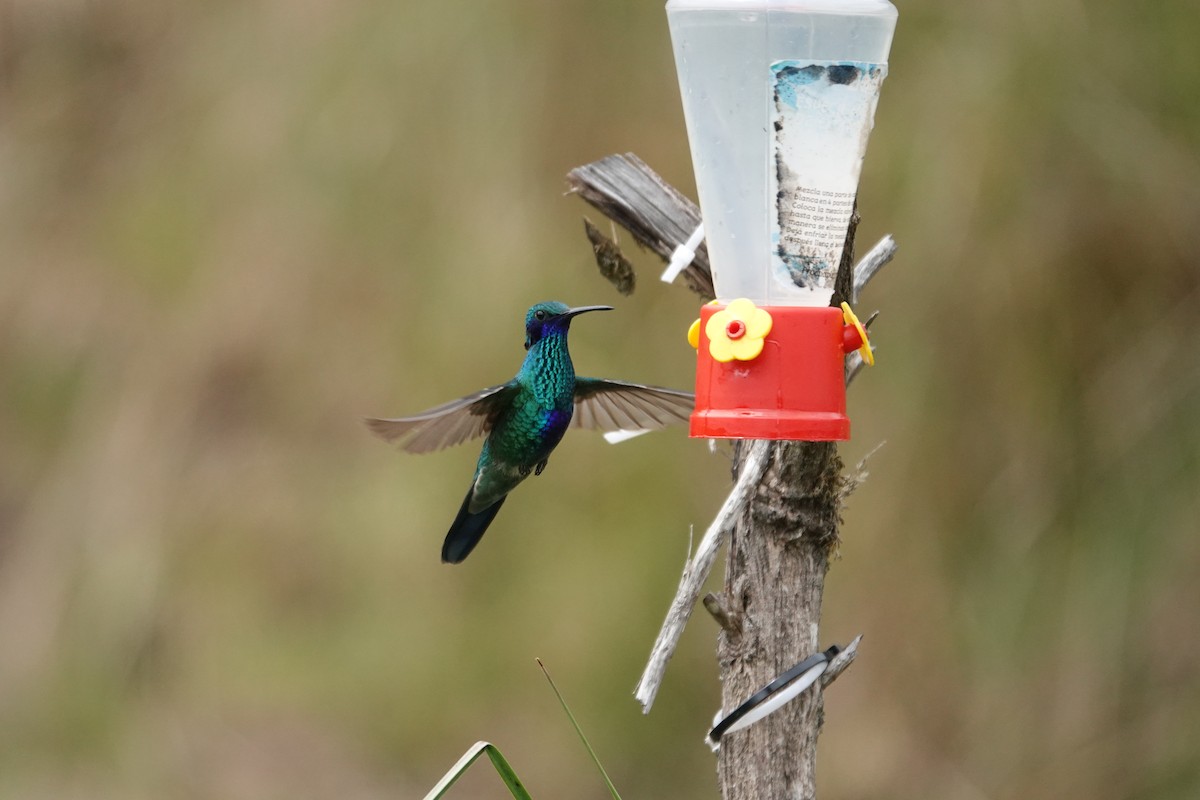 Sparkling Violetear - Claire Bélanger