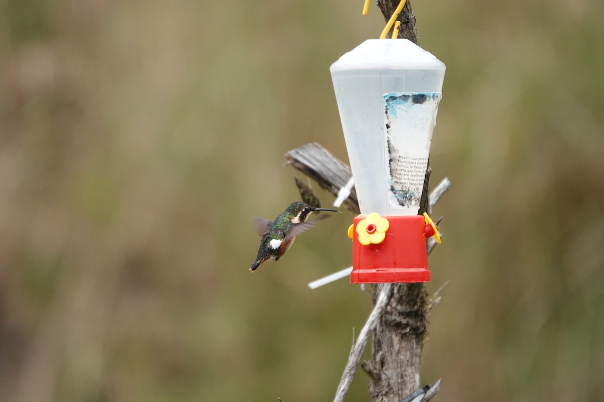 White-bellied Woodstar - Claire Bélanger