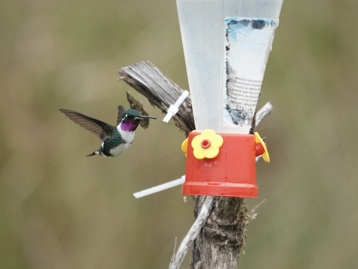 White-bellied Woodstar - ML617181031