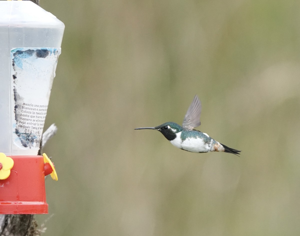 White-bellied Woodstar - ML617181032