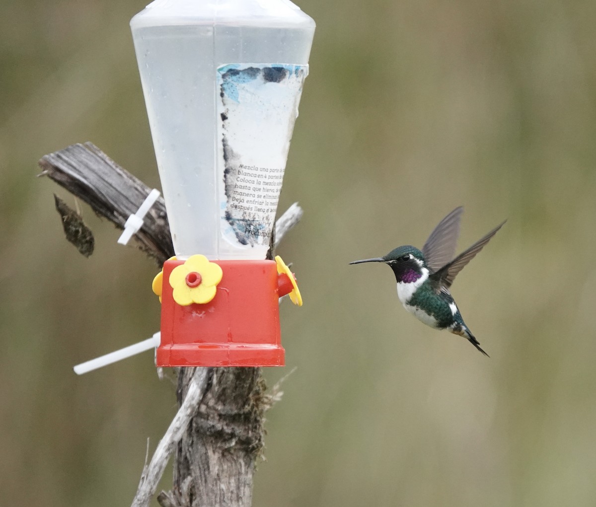 White-bellied Woodstar - Claire Bélanger