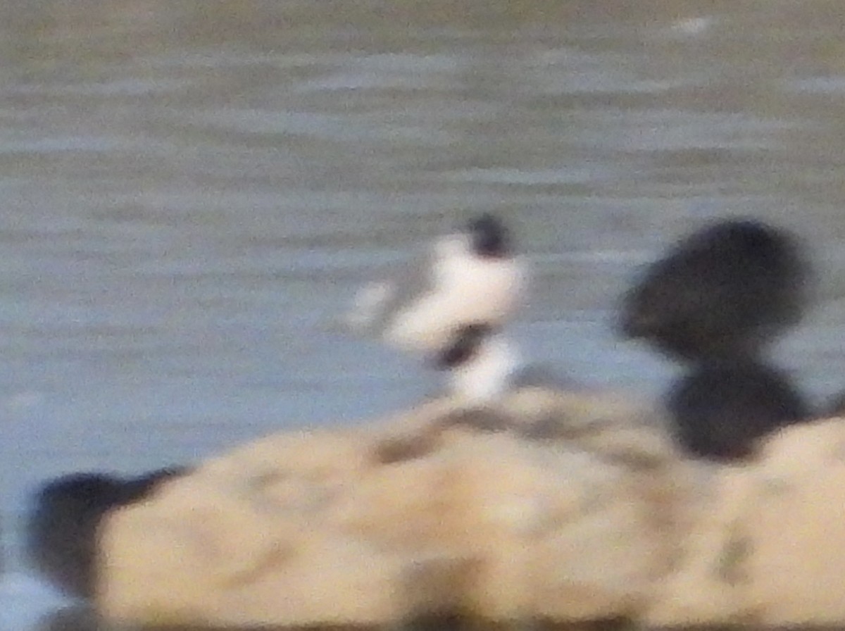 Franklin's Gull - ML617181039