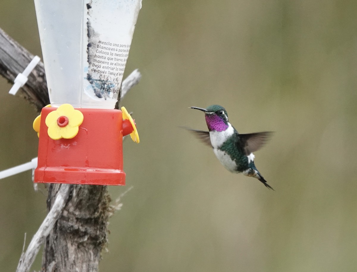 White-bellied Woodstar - ML617181047