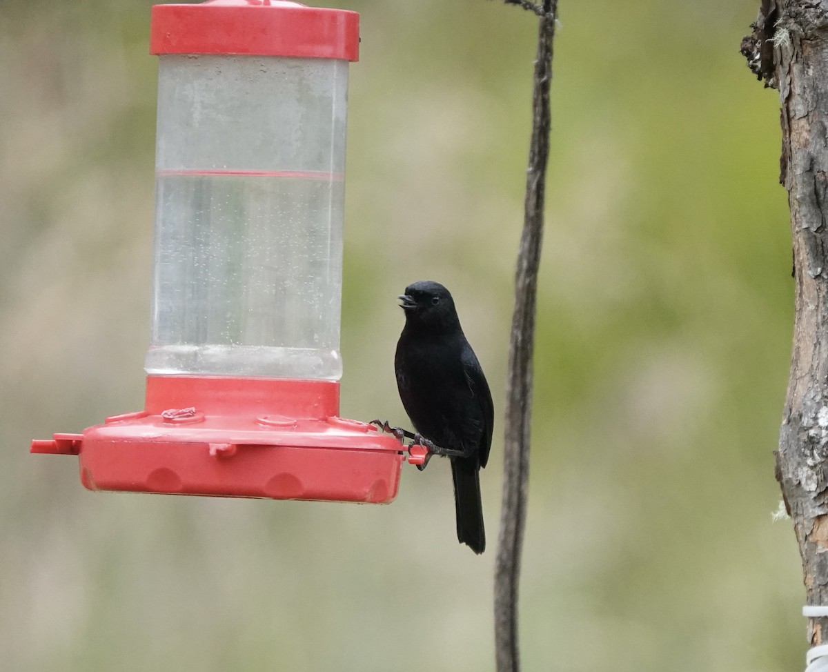 Black Flowerpiercer - Claire Bélanger