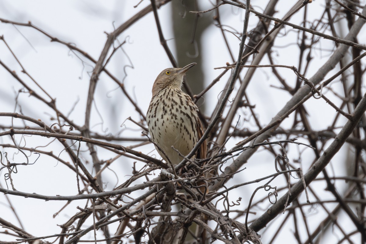 Brown Thrasher - Peter Kwiatek