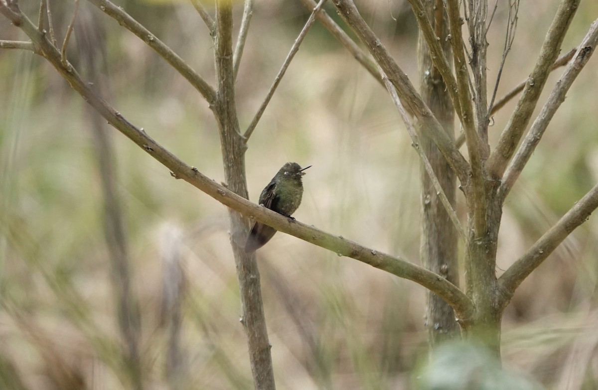 Colibrí Picolezna - ML617181118