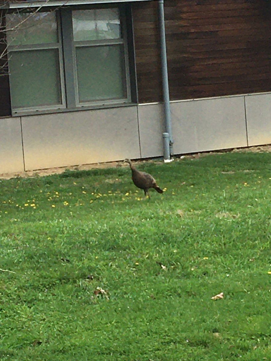 Wild Turkey - ML617181119