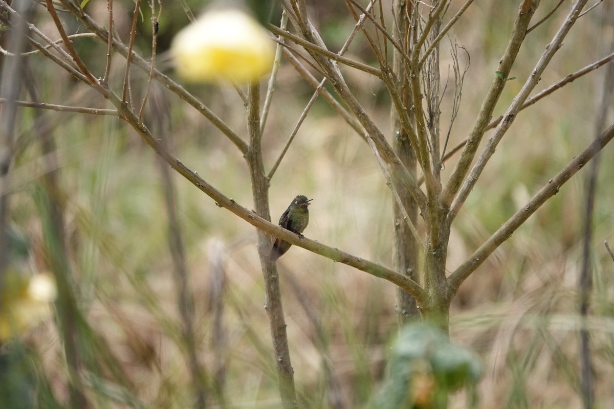 Colibrí Picolezna - ML617181123