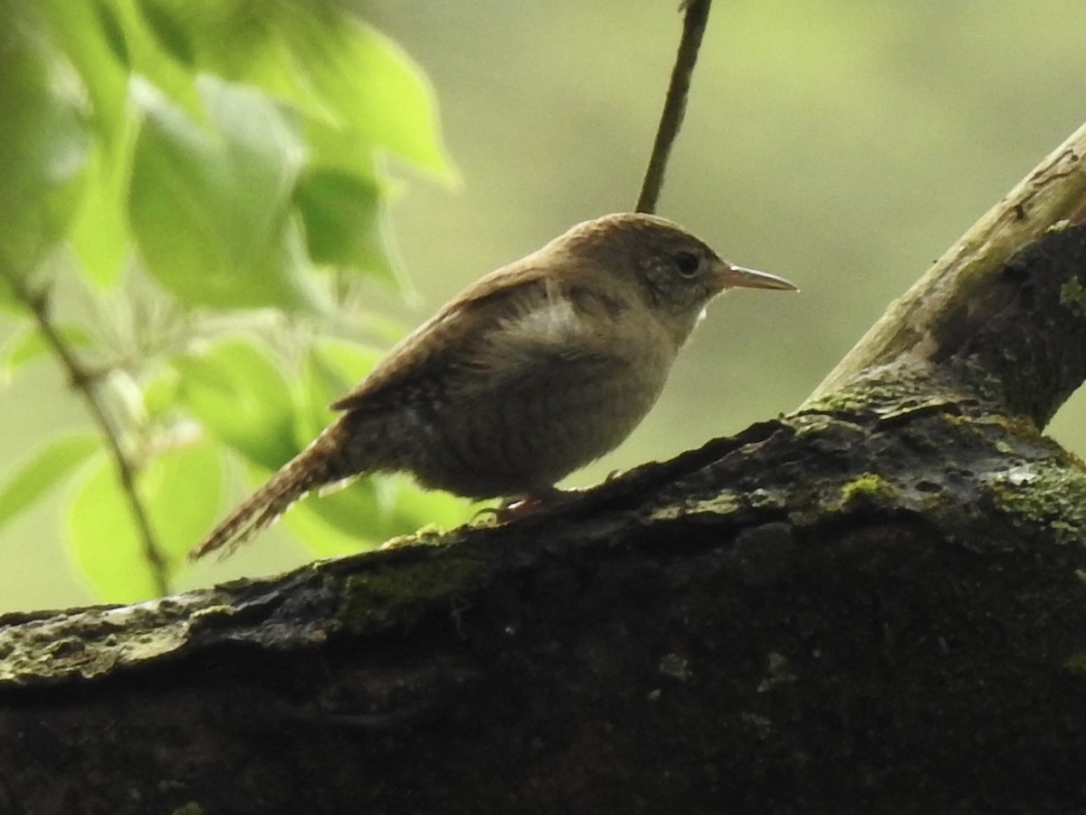 House Wren - ML617181145