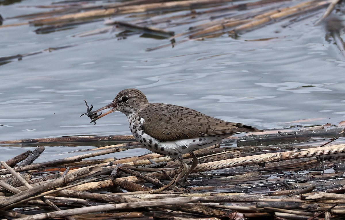 Spotted Sandpiper - ML617181155