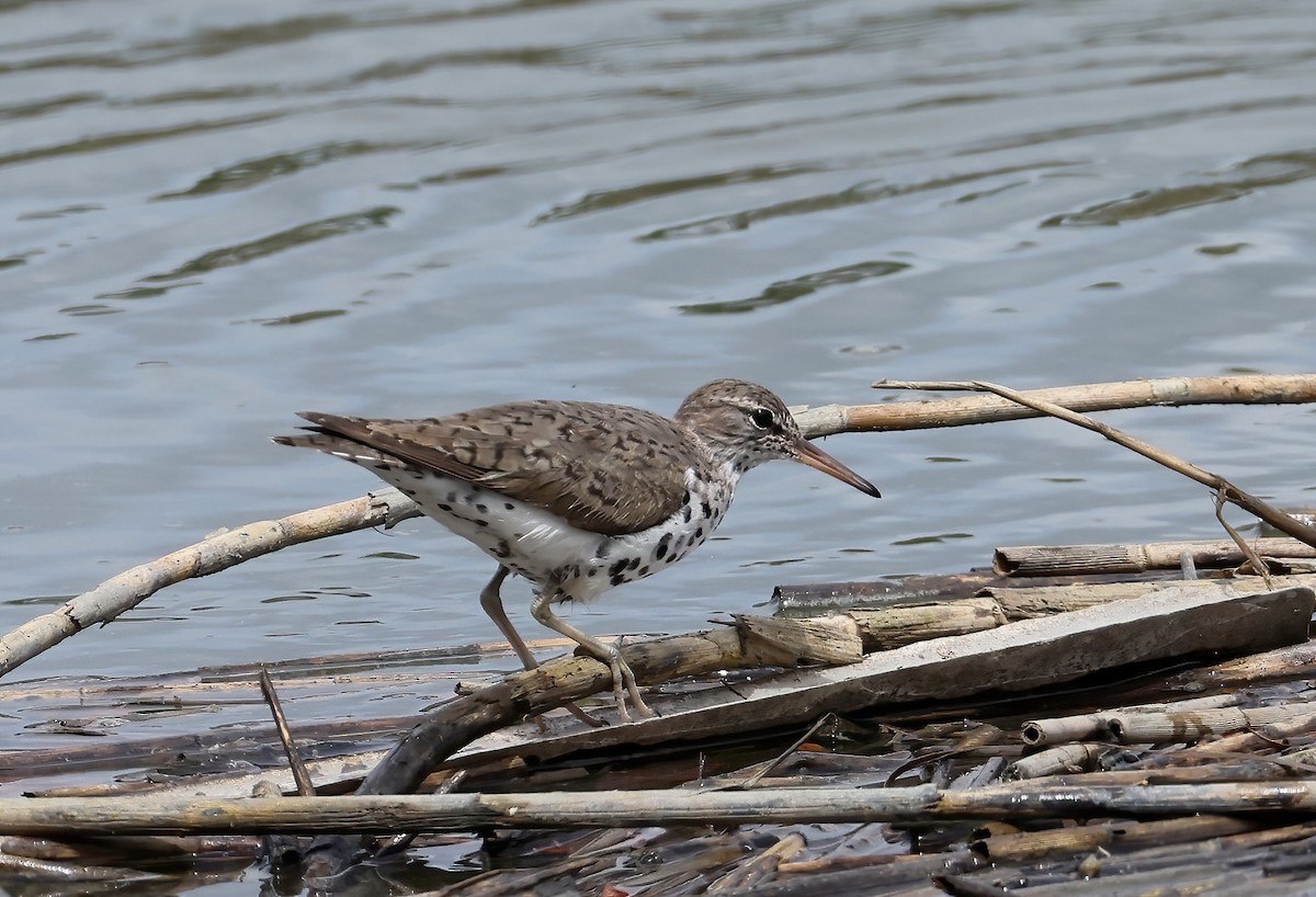 Spotted Sandpiper - ML617181159