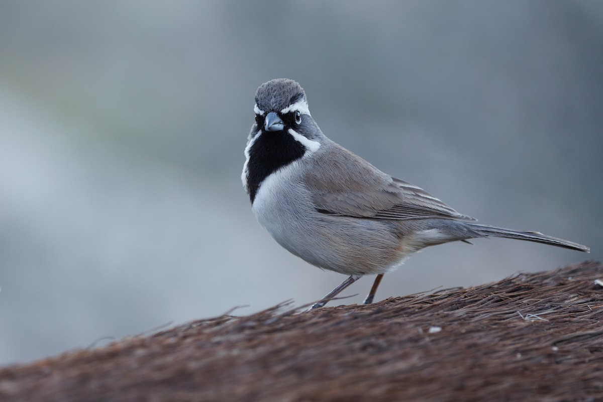 Black-throated Sparrow - ML617181218