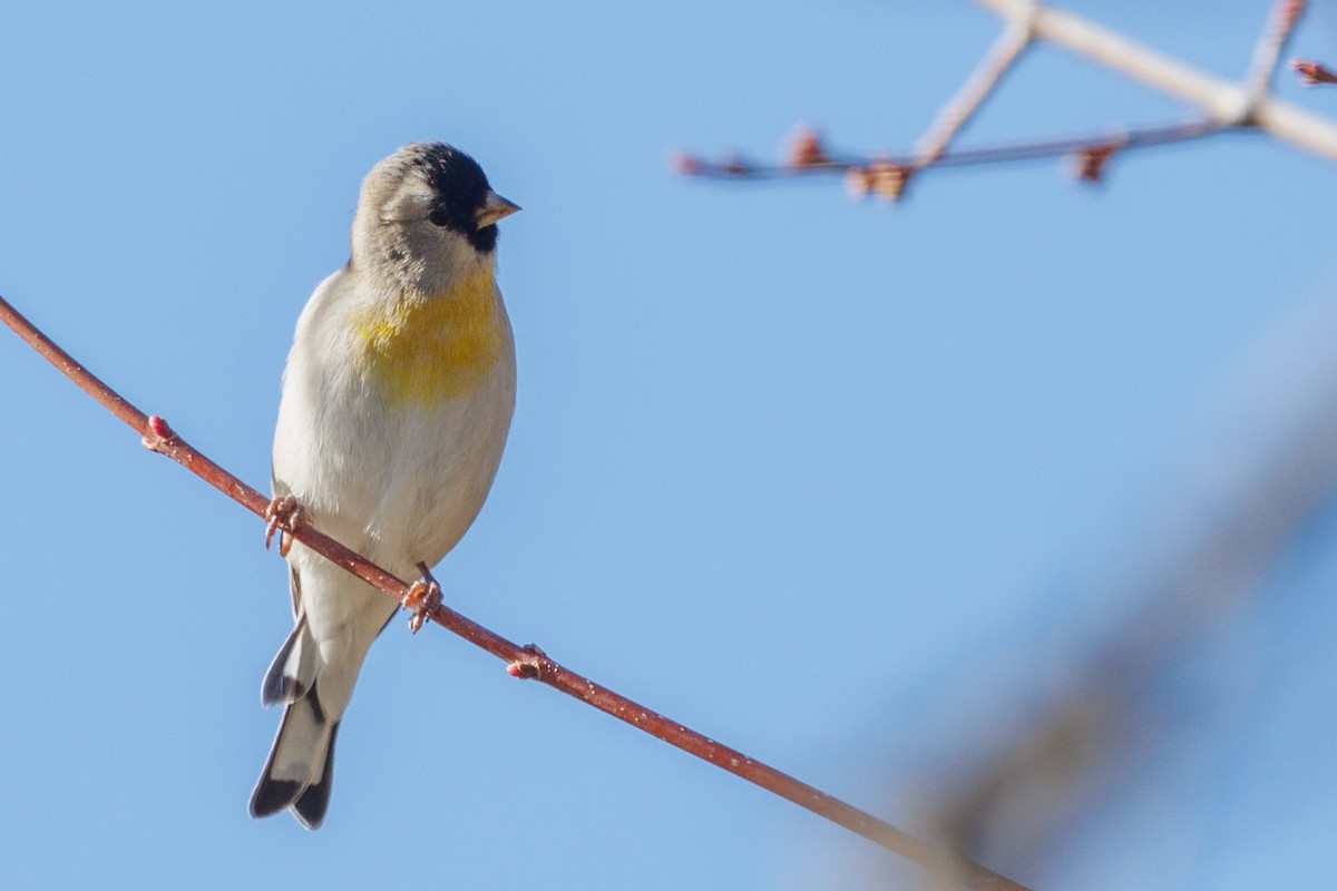 Lawrence's Goldfinch - ML617181233