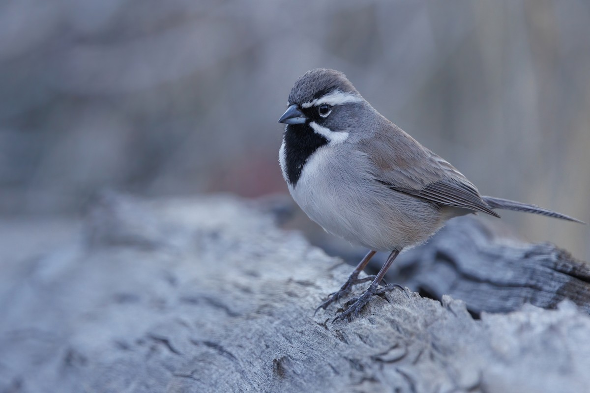 Black-throated Sparrow - ML617181256