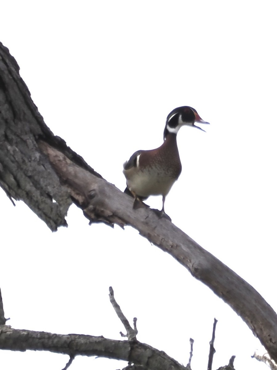 Wood Duck - ML617181313