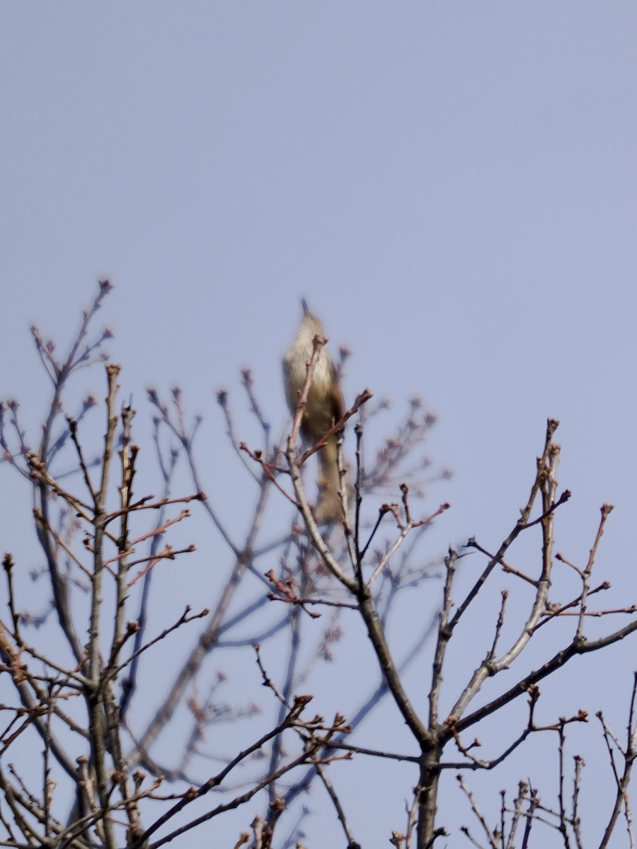 Brown Thrasher - Lorri W