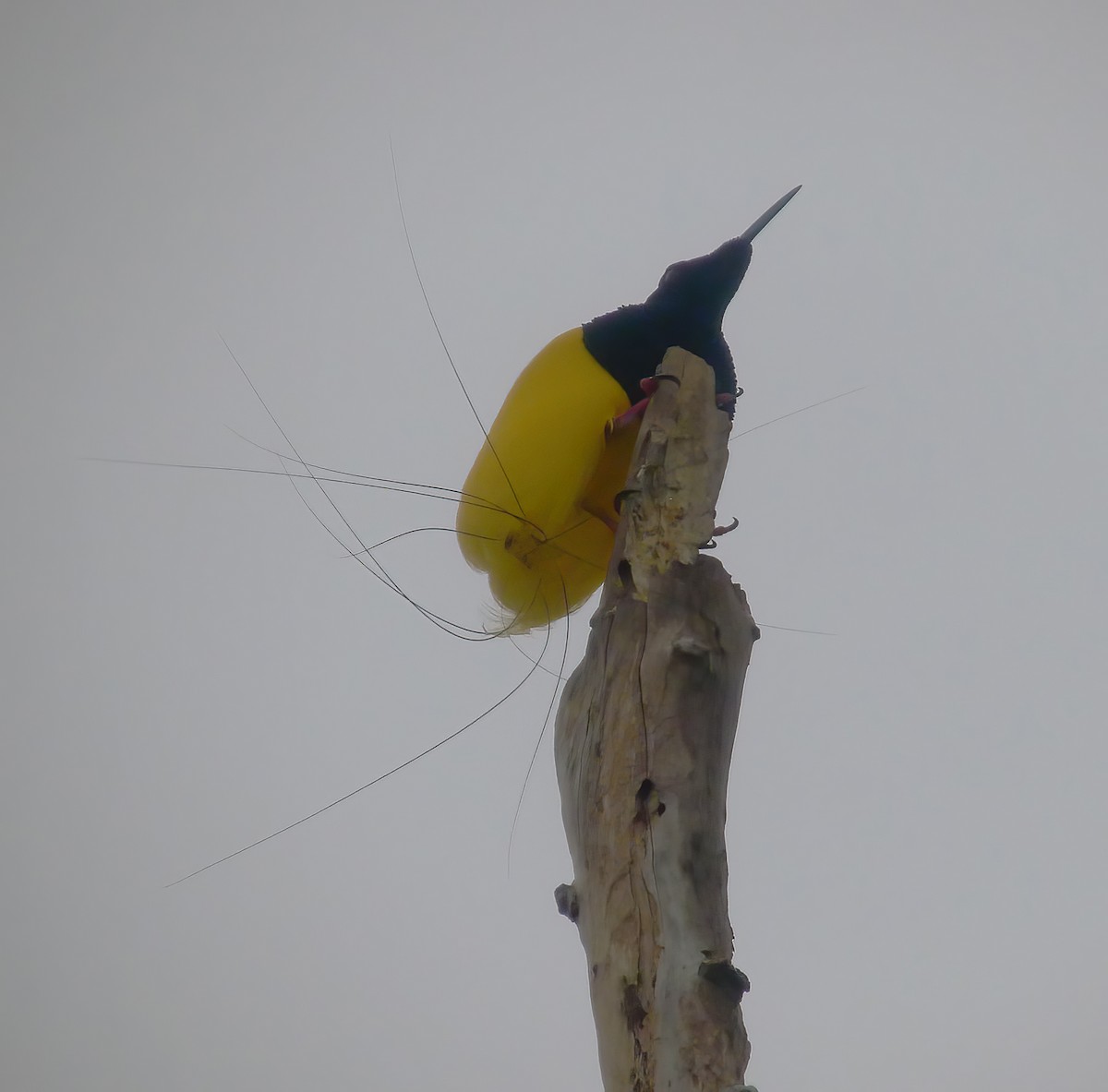 Twelve-wired Bird-of-Paradise - ML617181343