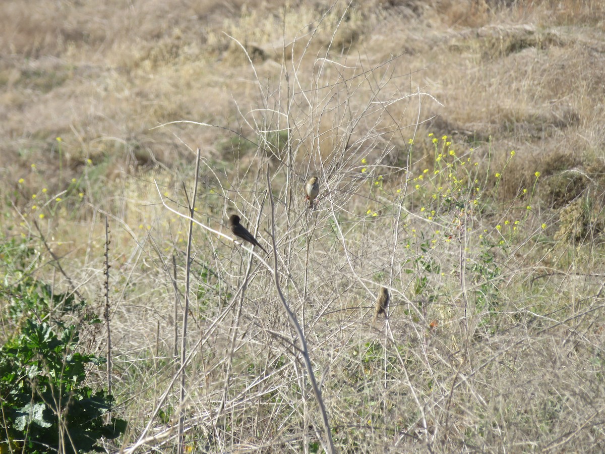 Black Phoebe - ML617181399