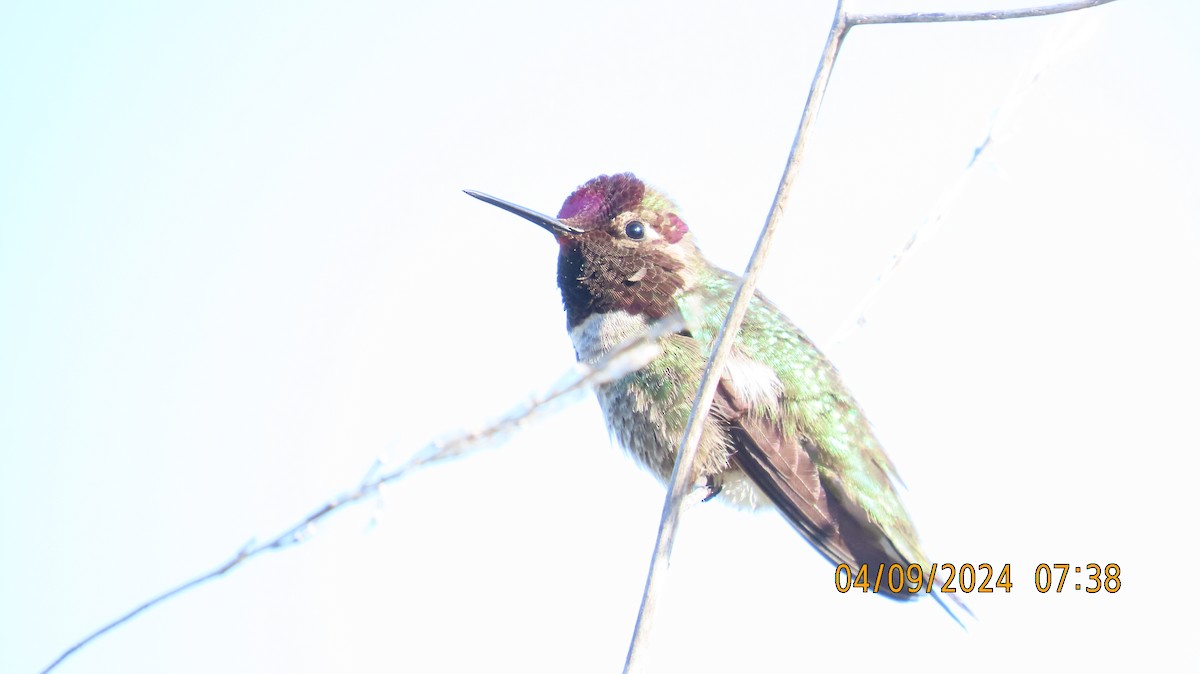 Anna's Hummingbird - ML617181418