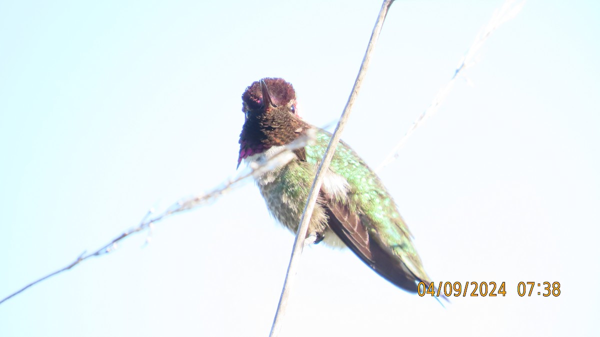 Anna's Hummingbird - ML617181419