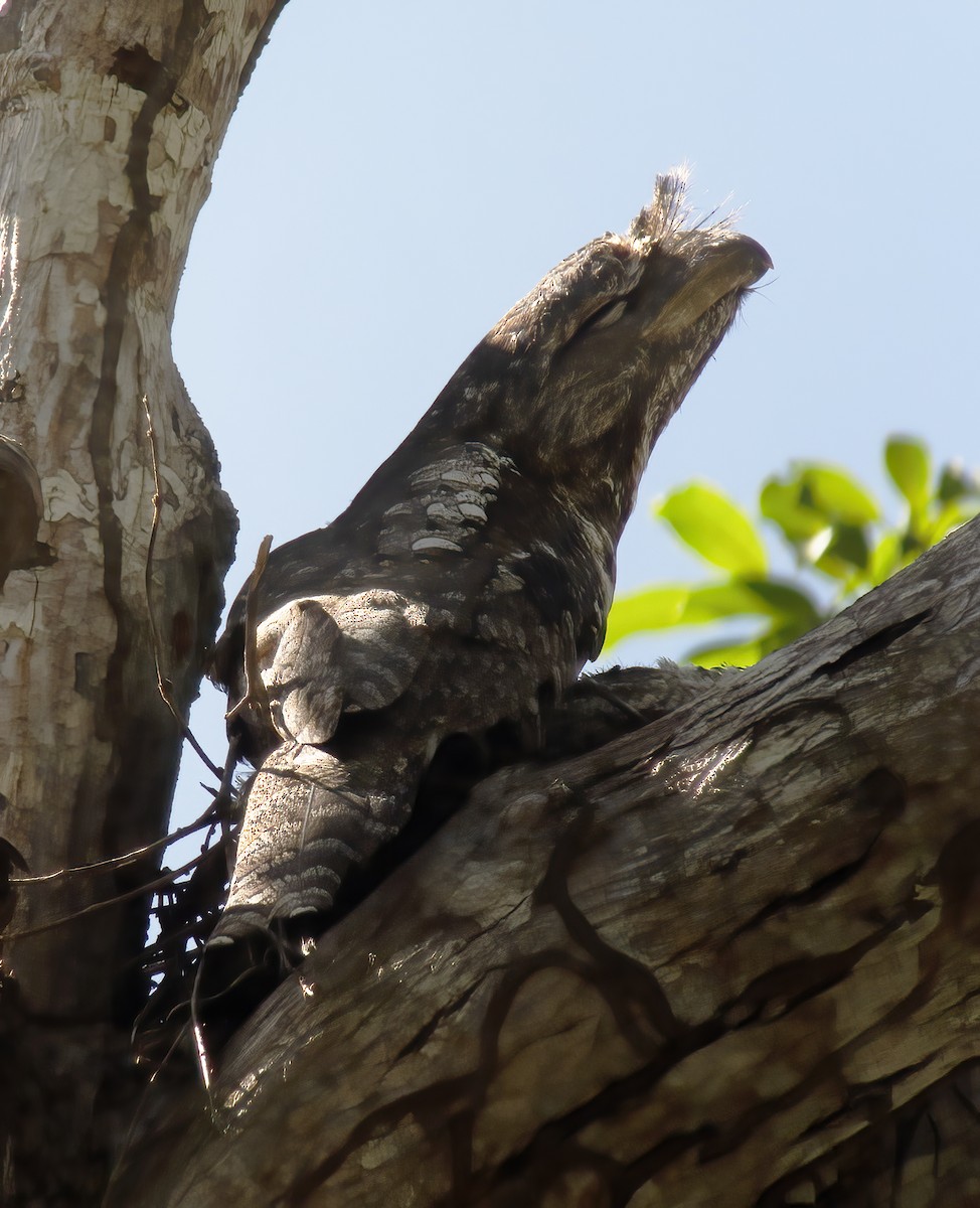 Papuan Frogmouth - Gary Rosenberg