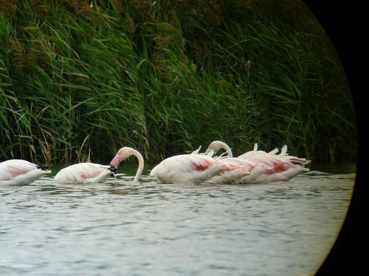 Greater Flamingo - ML617181531