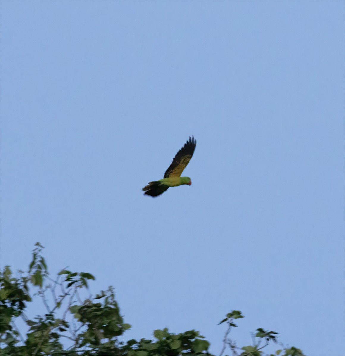 Great-billed Parrot - ML617181558