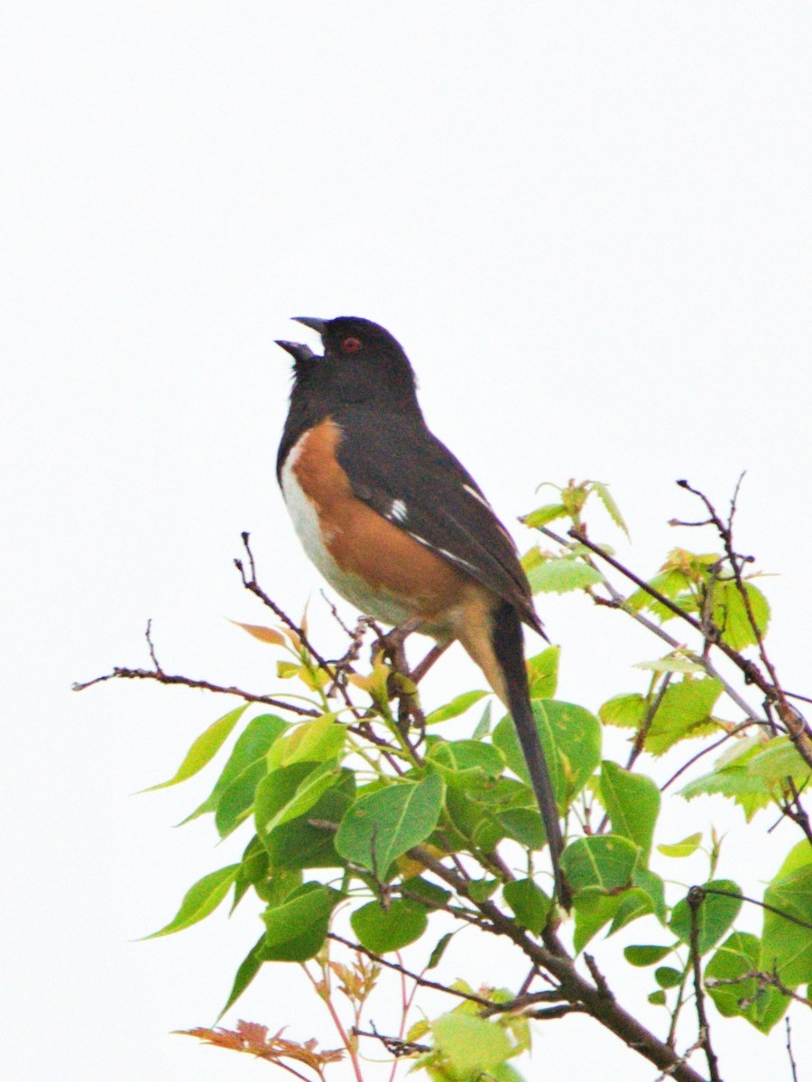 Eastern Towhee - Kerry Hansen