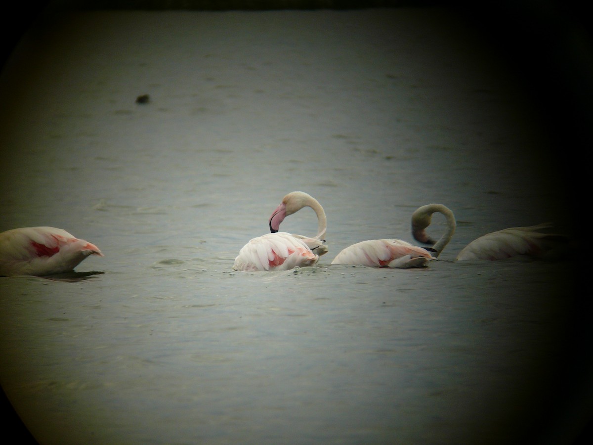 Розовый фламинго - ML617181570