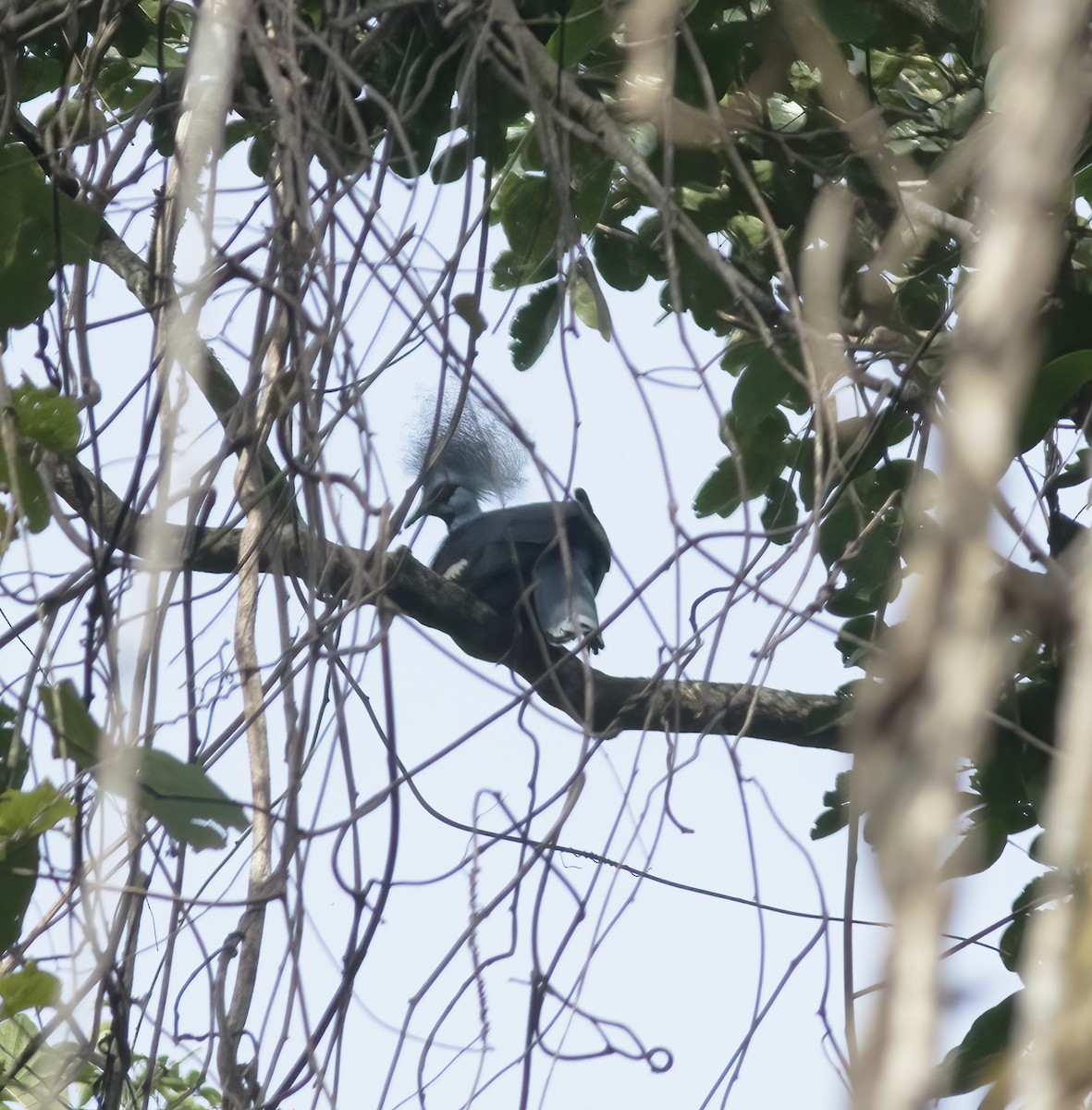 Western Crowned-Pigeon - ML617181612