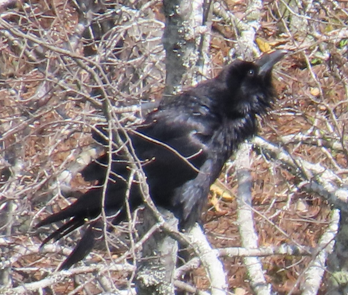 Common Raven - Robert Sargent