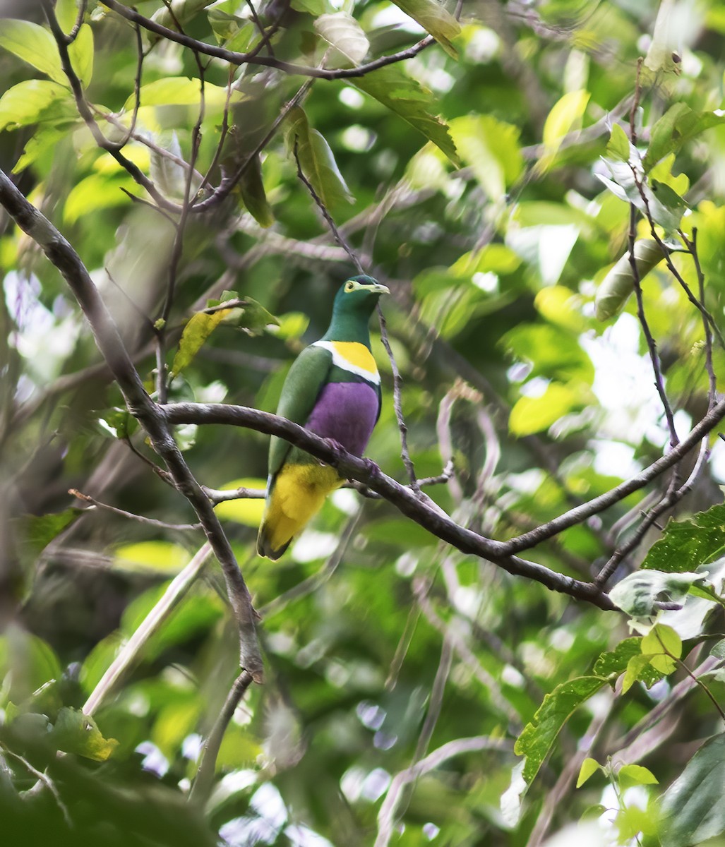 Claret-breasted Fruit-Dove - Gary Rosenberg