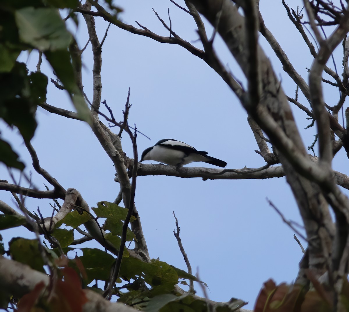 Оругеро папуанський (підвид leucoptera) - ML617181673