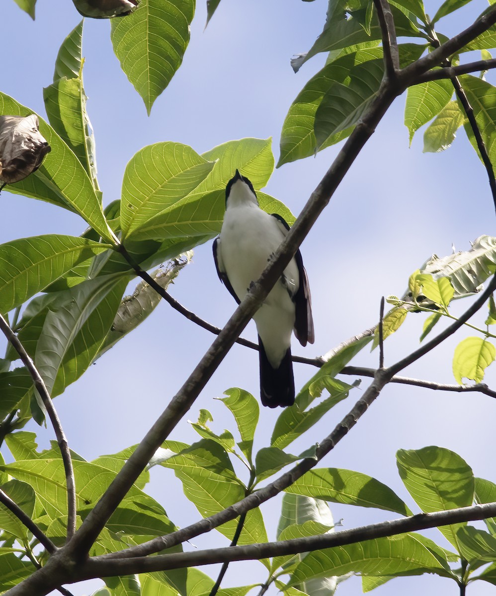 Papuaraupenfänger (leucoptera) - ML617181675