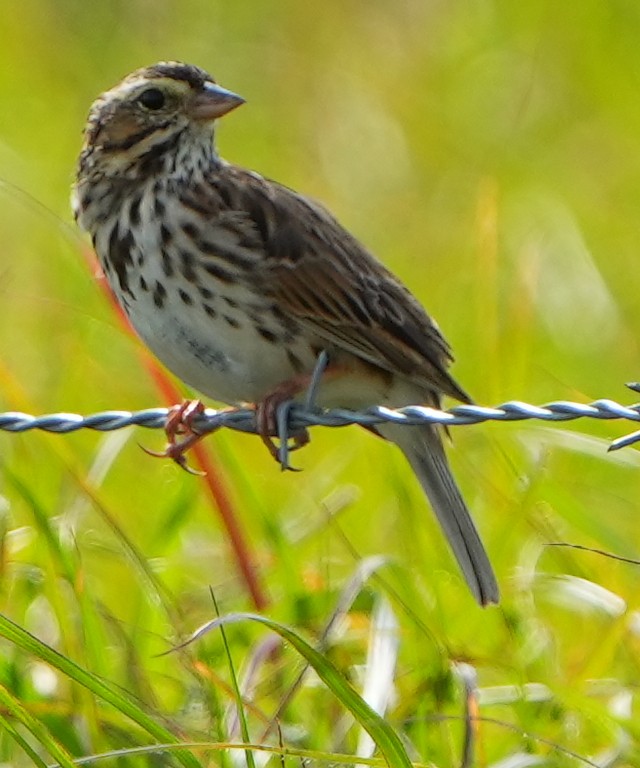 Savannah Sparrow - ML617181747