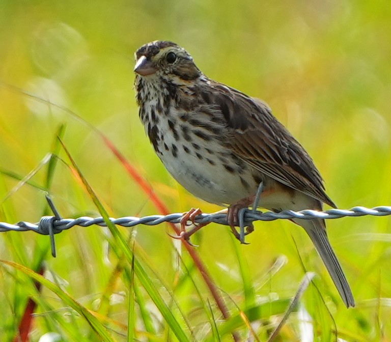 Savannah Sparrow - ML617181754