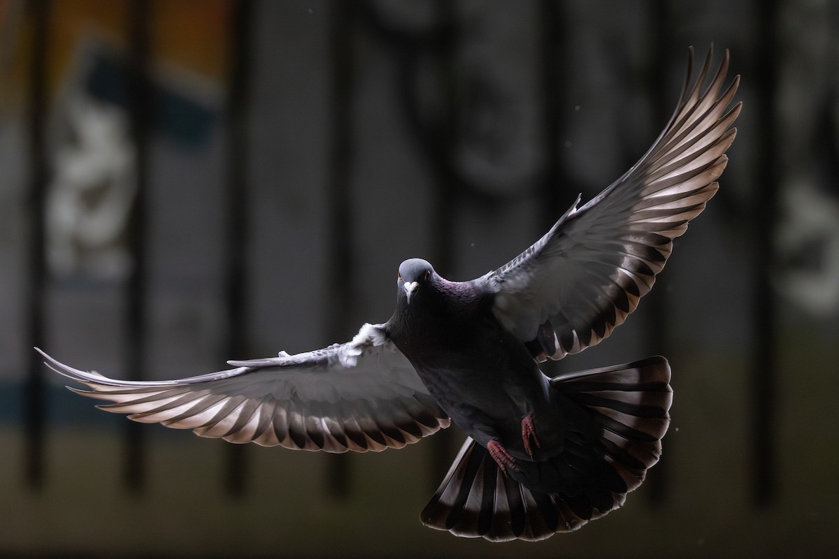 Rock Pigeon (Feral Pigeon) - Joe Downing