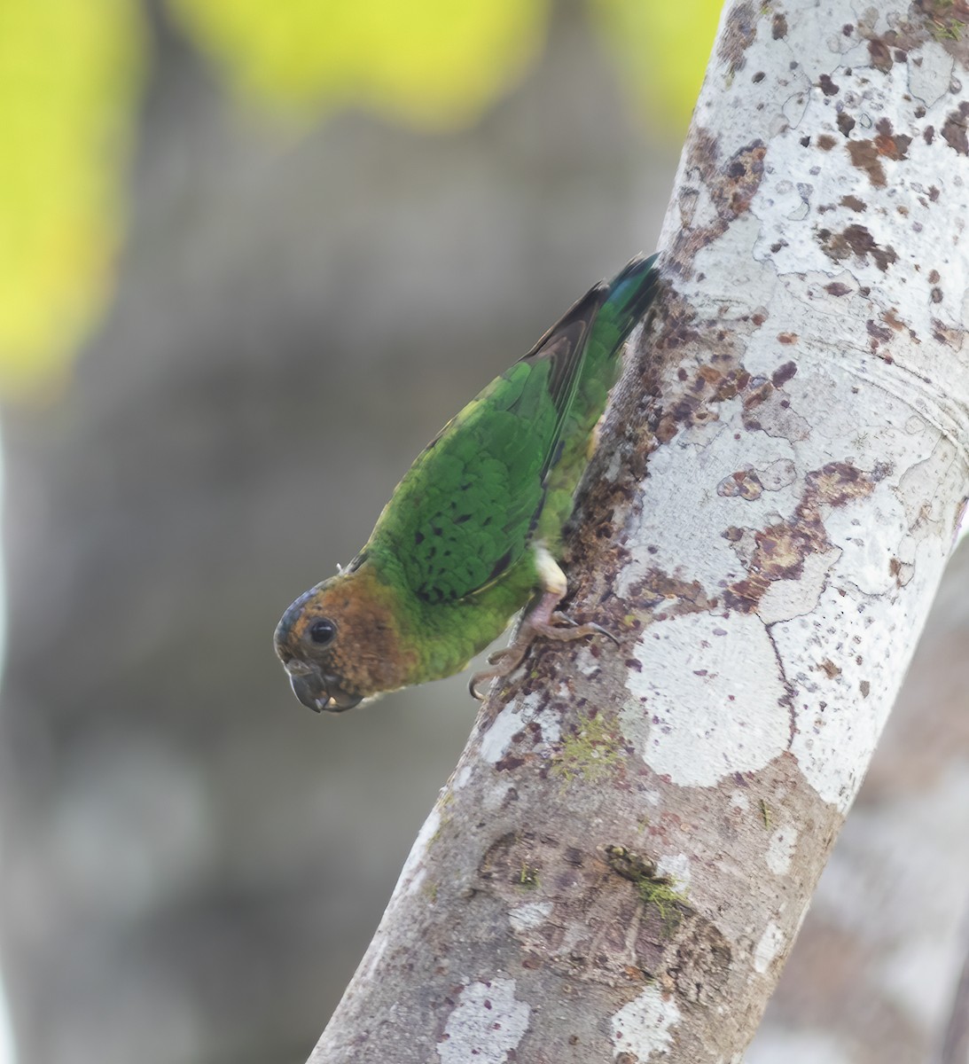 Buff-faced Pygmy-Parrot - ML617181762